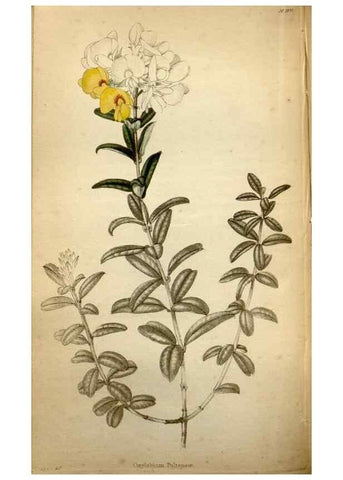 Reproducción/Reproduction 48787371123: The botanical cabinet. London :John & Arthur Arch ...,1817-1833.. 