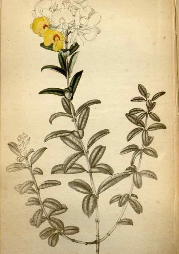 Reproducción/Reproduction 48787371123: The botanical cabinet. London :John & Arthur Arch ...,1817-1833.. 