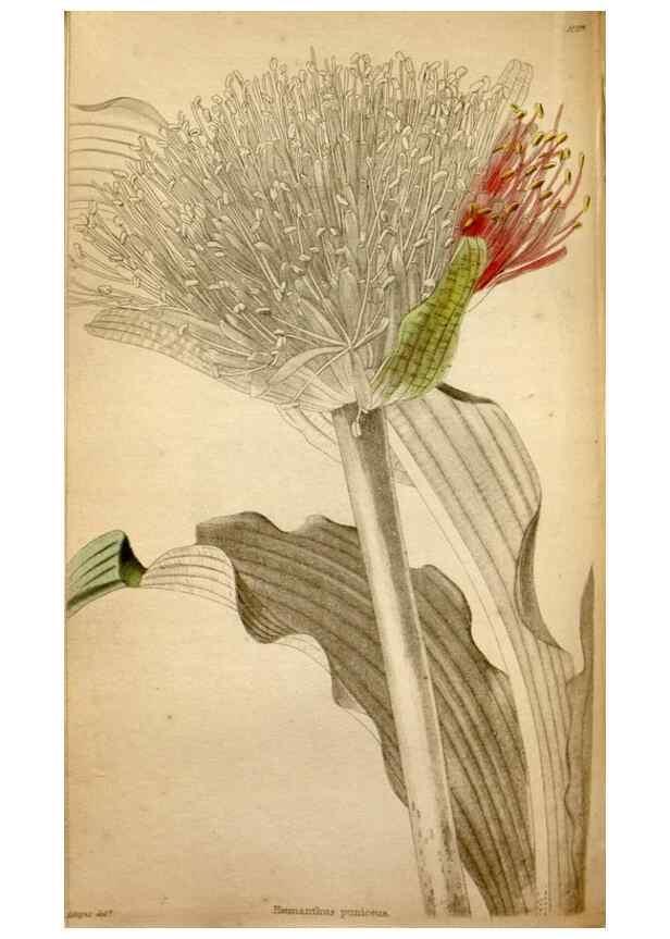 Reproducción/Reproduction 48787371423: The botanical cabinet. London :John & Arthur Arch ...,1817-1833.. 