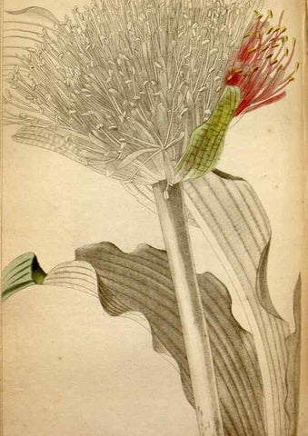 Reproducción/Reproduction 48787371423: The botanical cabinet. London :John & Arthur Arch ...,1817-1833.. 