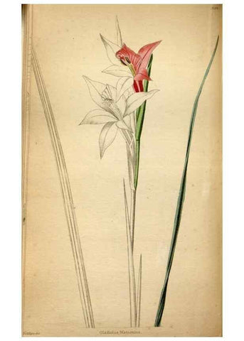 Reproducción/Reproduction 48787731856: The botanical cabinet. London :John & Arthur Arch ...,1817-1833.. 