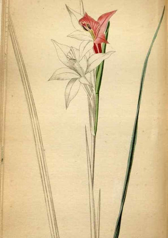 Reproducción/Reproduction 48787731856: The botanical cabinet. London :John & Arthur Arch ...,1817-1833.. 