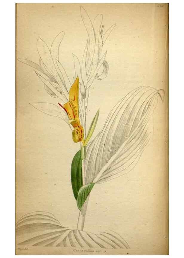 Reproducción/Reproduction 48787371968: The botanical cabinet. London :John & Arthur Arch ...,1817-1833.. 