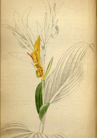 Reproducción/Reproduction 48787371968: The botanical cabinet. London :John & Arthur Arch ...,1817-1833.. 