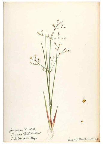 Reproducción/Reproduction 48787923522: [Water-color sketches of plants of North America and Europe]. . 