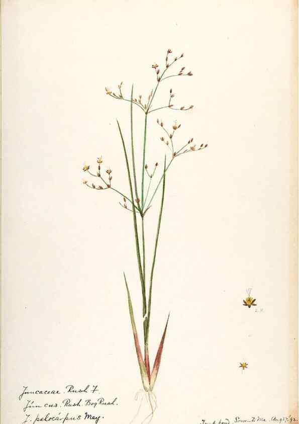 Reproducción/Reproduction 48787923522: [Water-color sketches of plants of North America and Europe]. . 