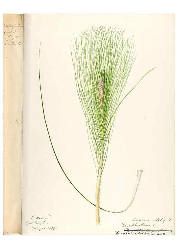 Reproducción/Reproduction 48787413328: [Water-color sketches of plants of North America and Europe]. . 