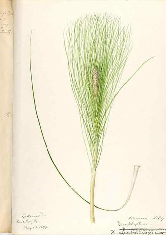 Reproducción/Reproduction 48787413328: [Water-color sketches of plants of North America and Europe]. . 