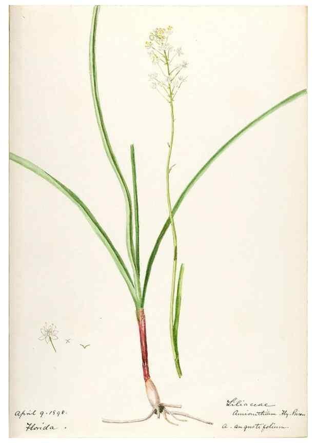 Reproducción/Reproduction 48787774341: [Water-color sketches of plants of North America and Europe]. . 