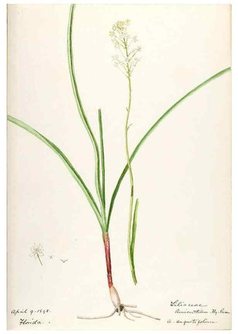 Reproducción/Reproduction 48787774341: [Water-color sketches of plants of North America and Europe]. . 
