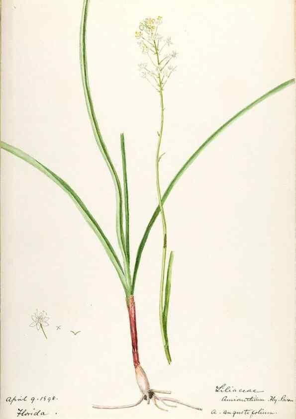 Reproducción/Reproduction 48787774341: [Water-color sketches of plants of North America and Europe]. . 