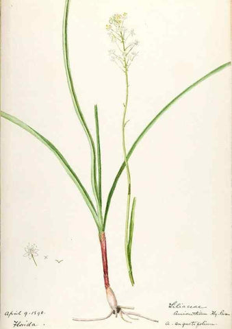 Reproducción/Reproduction 48787774341: [Water-color sketches of plants of North America and Europe]. . 
