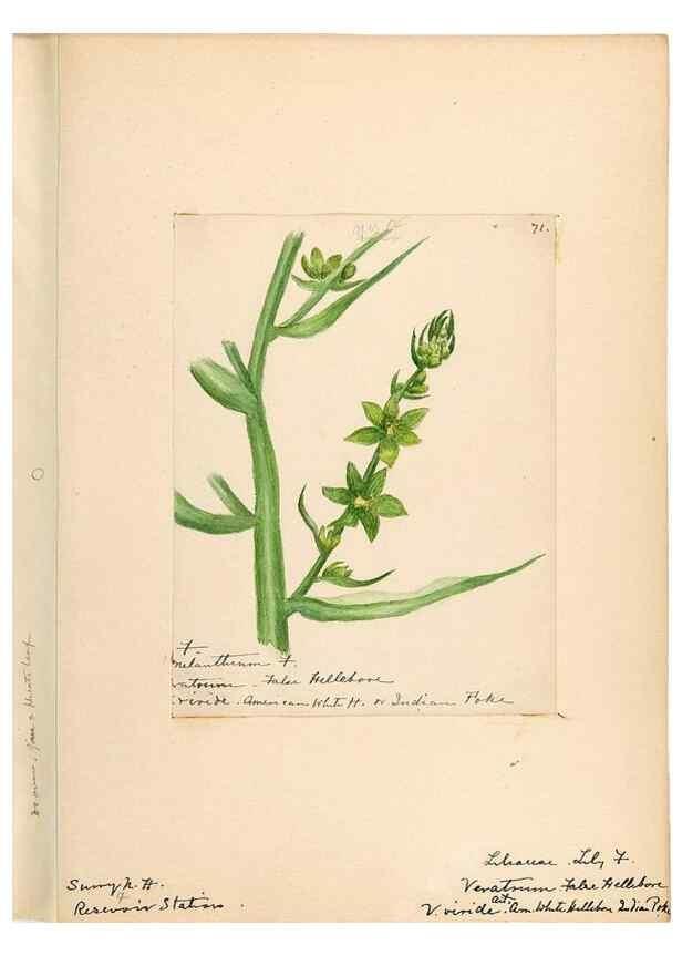 Reproducción/Reproduction 48787774741: [Water-color sketches of plants of North America and Europe]. . 