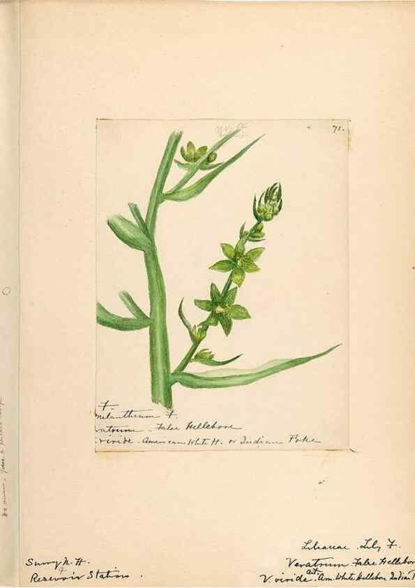 Reproducción/Reproduction 48787774741: [Water-color sketches of plants of North America and Europe]. . 