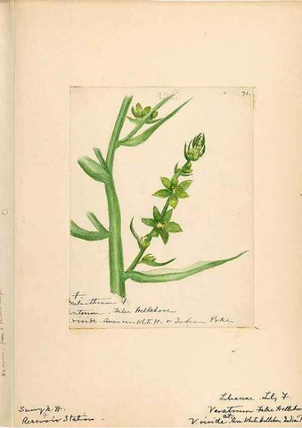 Reproducción/Reproduction 48787774741: [Water-color sketches of plants of North America and Europe]. . 