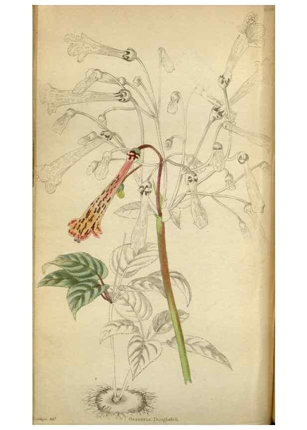 Reproducción/Reproduction 48787879437: The botanical cabinet. London :John & Arthur Arch ...,1817-1833.. 