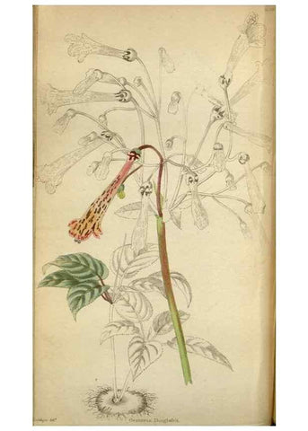 Reproducción/Reproduction 48787879437: The botanical cabinet. London :John & Arthur Arch ...,1817-1833.. 