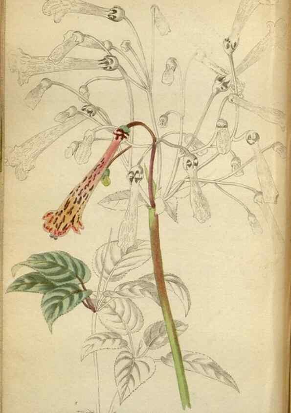 Reproducción/Reproduction 48787879437: The botanical cabinet. London :John & Arthur Arch ...,1817-1833.. 