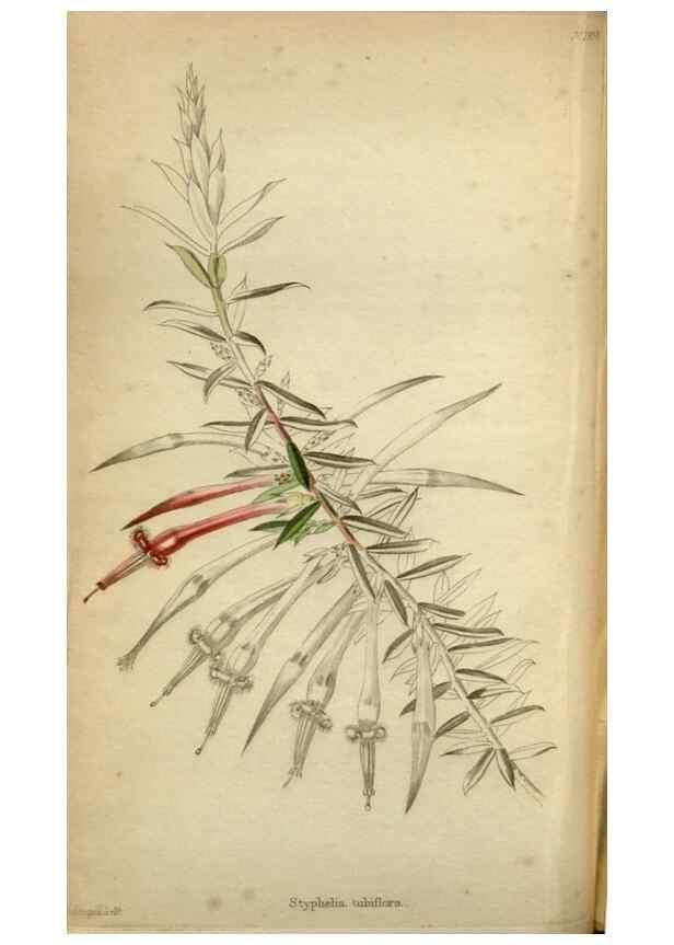 Reproducción/Reproduction 48787368513: The botanical cabinet. London :John & Arthur Arch ...,1817-1833.. 