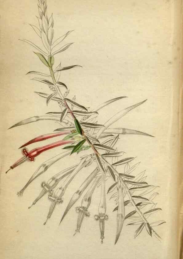 Reproducción/Reproduction 48787368513: The botanical cabinet. London :John & Arthur Arch ...,1817-1833.. 