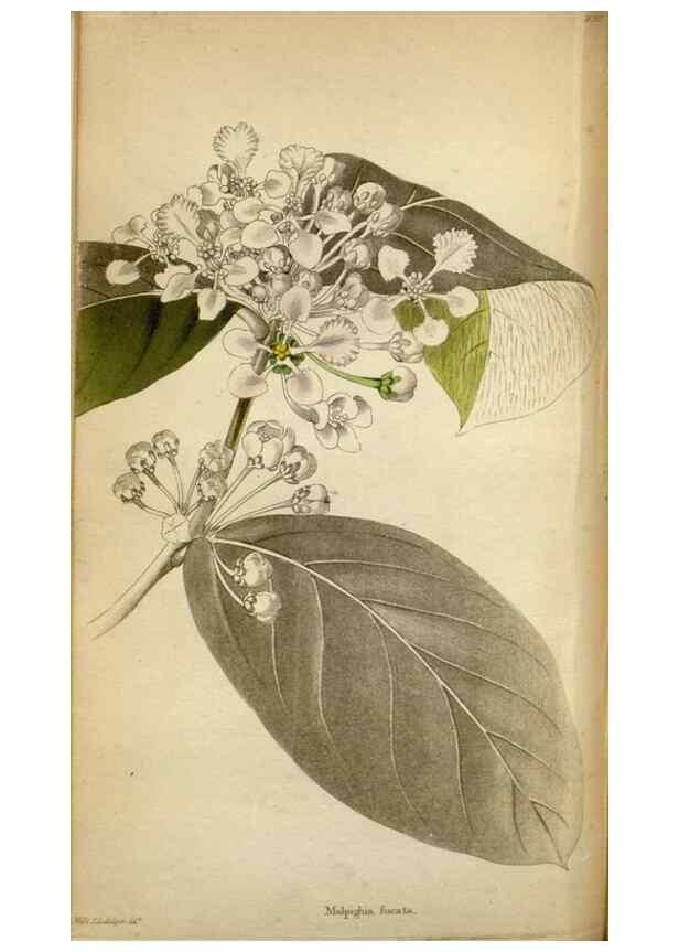 Reproducción/Reproduction 48787728041: The botanical cabinet. London :John & Arthur Arch ...,1817-1833.. 