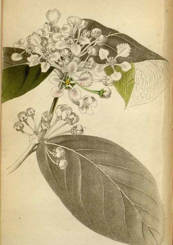 Reproducción/Reproduction 48787728041: The botanical cabinet. London :John & Arthur Arch ...,1817-1833.. 
