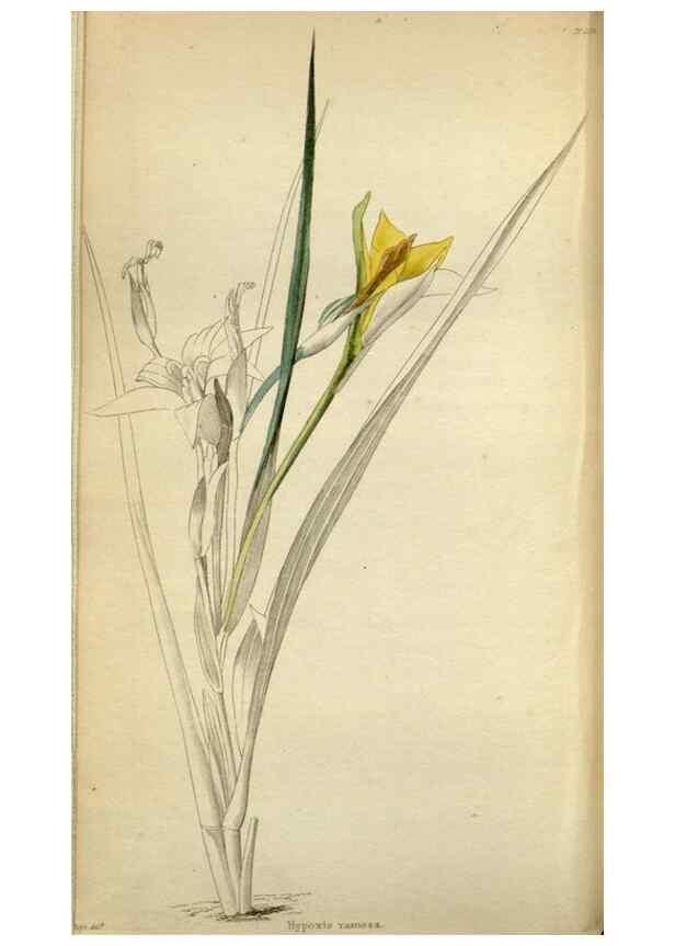 Reproducción/Reproduction 48787727756: The botanical cabinet. London :John & Arthur Arch ...,1817-1833.. 