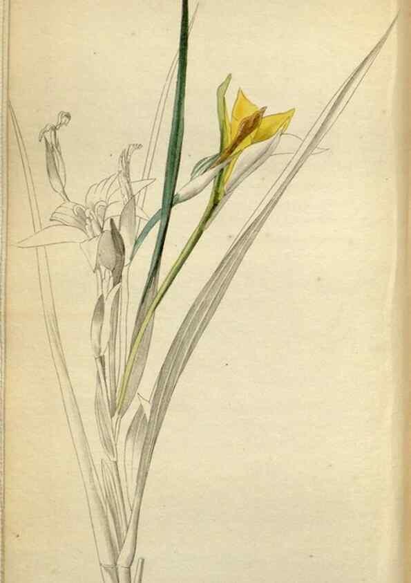 Reproducción/Reproduction 48787727756: The botanical cabinet. London :John & Arthur Arch ...,1817-1833.. 