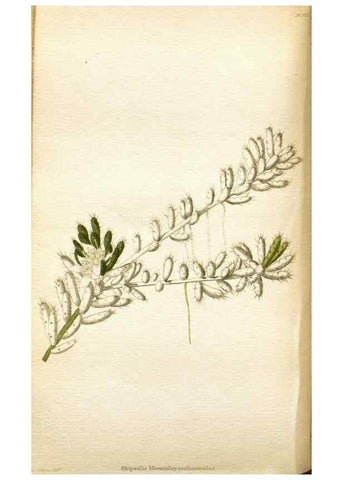 Reproducción/Reproduction 48787722921: The botanical cabinet. London :John & Arthur Arch ...,1817-1833.. 