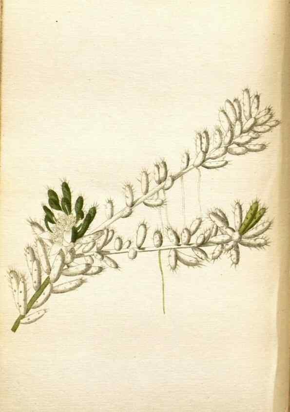 Reproducción/Reproduction 48787722921: The botanical cabinet. London :John & Arthur Arch ...,1817-1833.. 