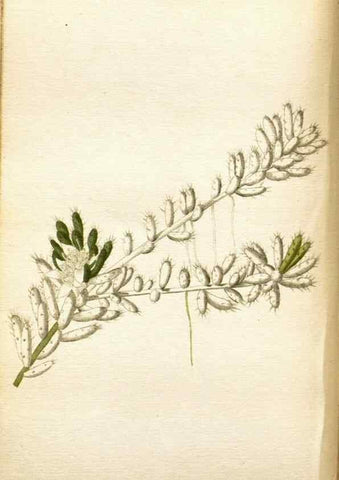 Reproducción/Reproduction 48787722921: The botanical cabinet. London :John & Arthur Arch ...,1817-1833.. 
