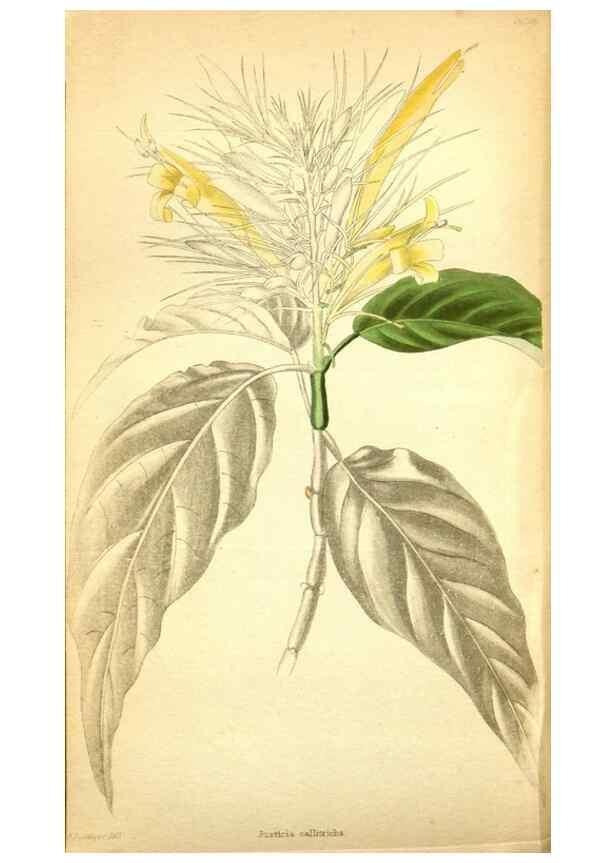Reproducción/Reproduction 48787723196: The botanical cabinet. London :John & Arthur Arch ...,1817-1833.. 