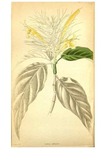Reproducción/Reproduction 48787723196: The botanical cabinet. London :John & Arthur Arch ...,1817-1833.. 