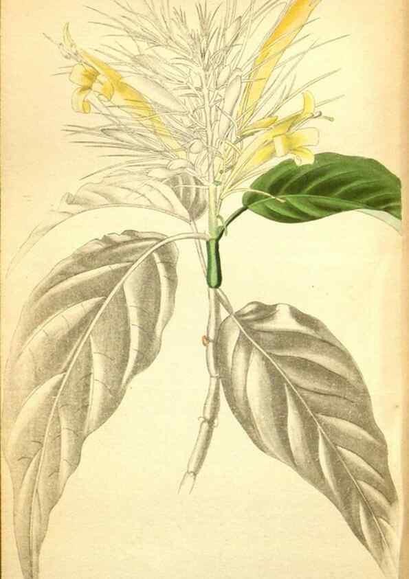 Reproducción/Reproduction 48787723196: The botanical cabinet. London :John & Arthur Arch ...,1817-1833.. 