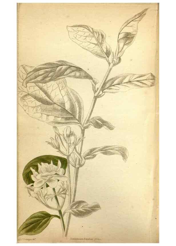 Reproducción/Reproduction 48787874267: The botanical cabinet. London :John & Arthur Arch ...,1817-1833.. 