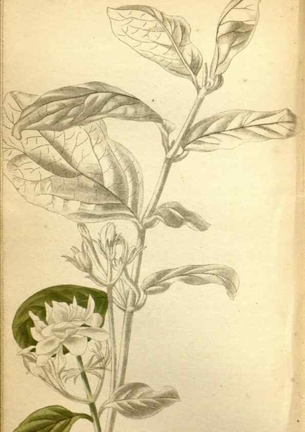 Reproducción/Reproduction 48787874267: The botanical cabinet. London :John & Arthur Arch ...,1817-1833.. 