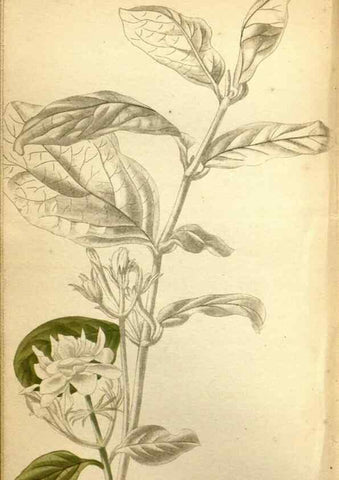 Reproducción/Reproduction 48787874267: The botanical cabinet. London :John & Arthur Arch ...,1817-1833.. 