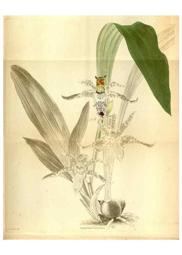 Reproducción/Reproduction 48787874562: The botanical cabinet. London :John & Arthur Arch ...,1817-1833.. 