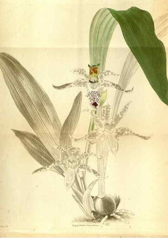 Reproducción/Reproduction 48787874562: The botanical cabinet. London :John & Arthur Arch ...,1817-1833.. 