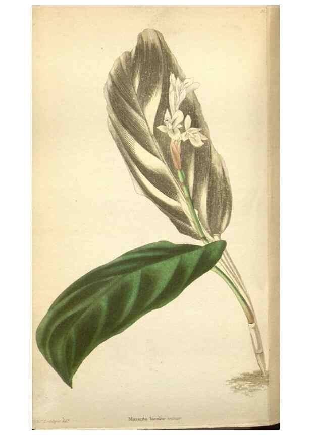 Reproducción/Reproduction 48787724036: The botanical cabinet. London :John & Arthur Arch ...,1817-1833.. 