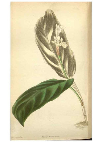 Reproducción/Reproduction 48787724036: The botanical cabinet. London :John & Arthur Arch ...,1817-1833.. 