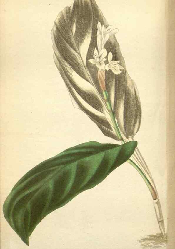 Reproducción/Reproduction 48787724036: The botanical cabinet. London :John & Arthur Arch ...,1817-1833.. 