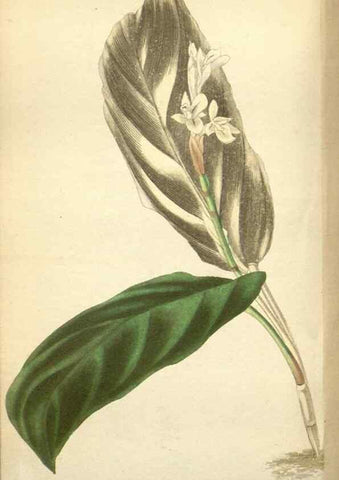 Reproducción/Reproduction 48787724036: The botanical cabinet. London :John & Arthur Arch ...,1817-1833.. 