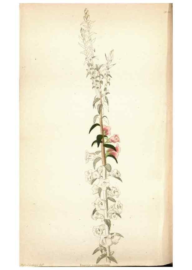 Reproducción/Reproduction 48787364413: The botanical cabinet. London :John & Arthur Arch ...,1817-1833.. 
