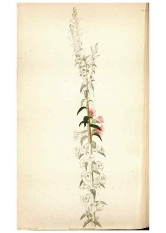 Reproducción/Reproduction 48787364413: The botanical cabinet. London :John & Arthur Arch ...,1817-1833.. 