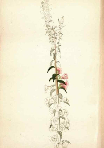 Reproducción/Reproduction 48787364413: The botanical cabinet. London :John & Arthur Arch ...,1817-1833.. 