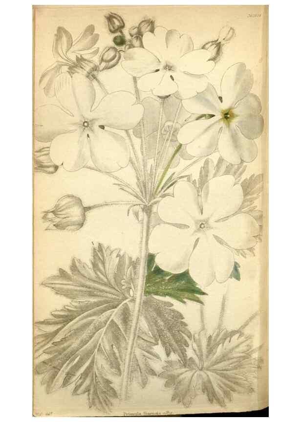 Reproducción/Reproduction 48787724571: The botanical cabinet. London :John & Arthur Arch ...,1817-1833.. 
