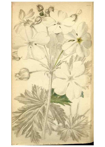 Reproducción/Reproduction 48787724571: The botanical cabinet. London :John & Arthur Arch ...,1817-1833.. 