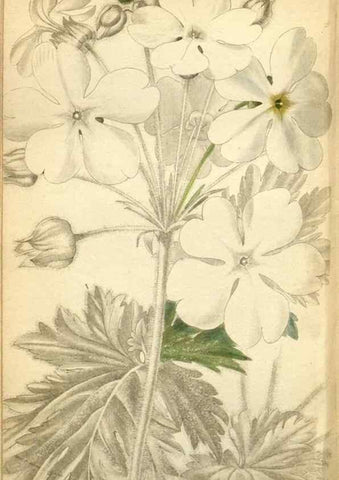 Reproducción/Reproduction 48787724571: The botanical cabinet. London :John & Arthur Arch ...,1817-1833.. 