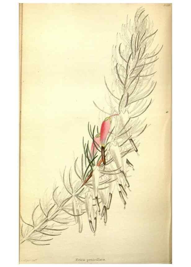Reproducción/Reproduction 48787362358: The botanical cabinet. London :John & Arthur Arch ...,1817-1833.. 